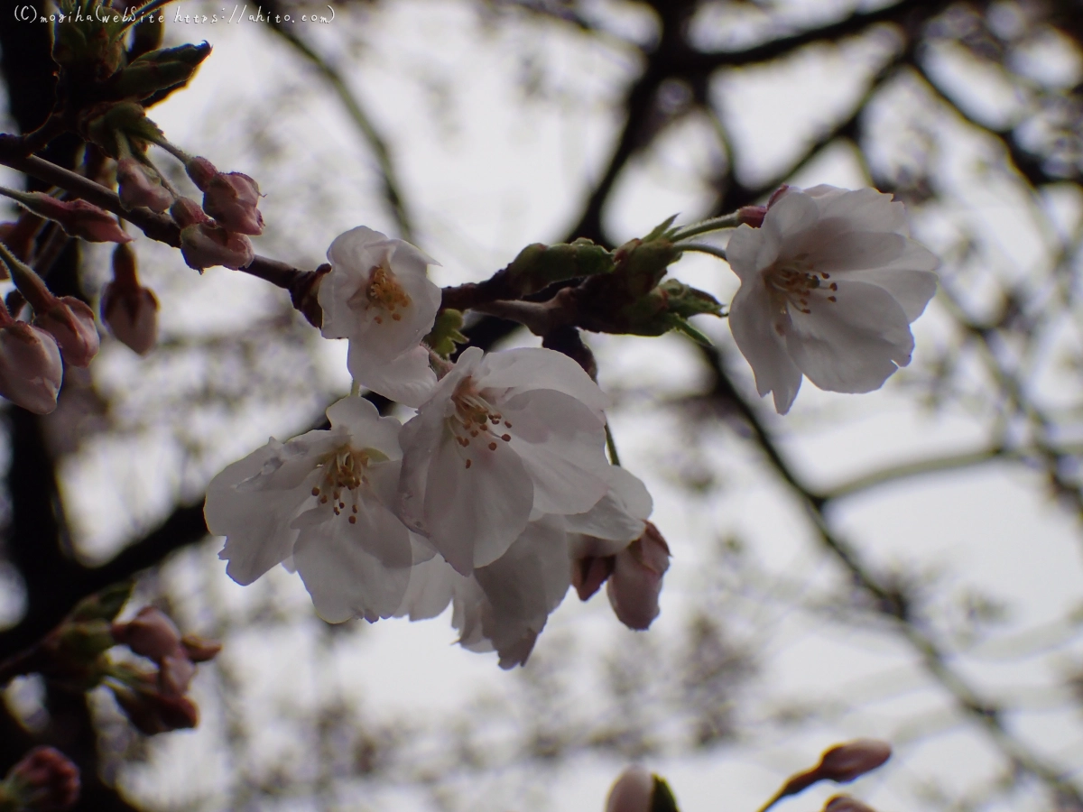 さくら、雨上がりの開花 - 03