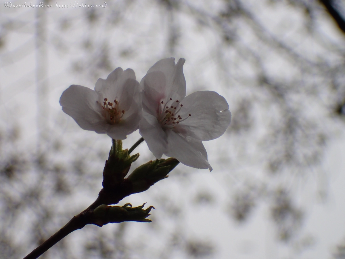 さくら、雨上がりの開花 - 04