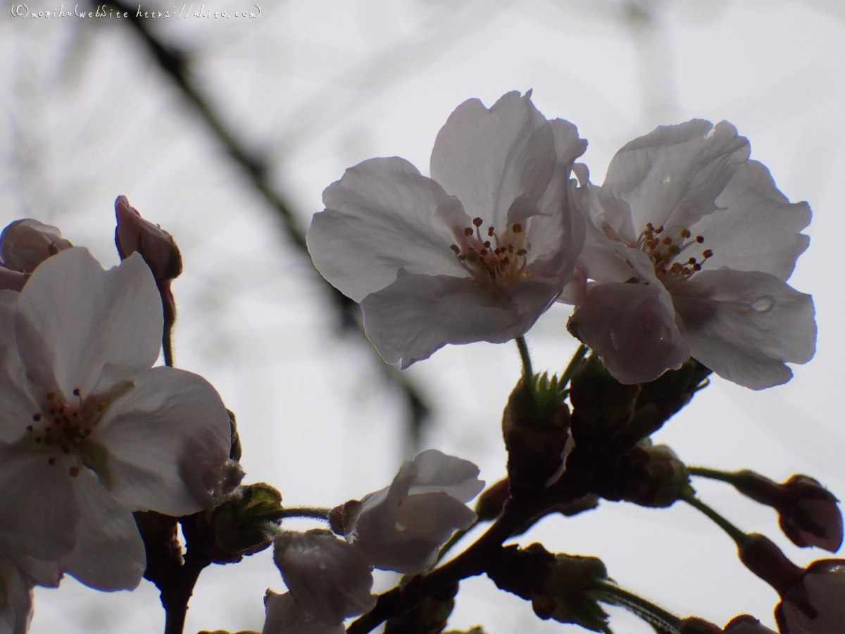 さくら、雨上がりの開花 - 05