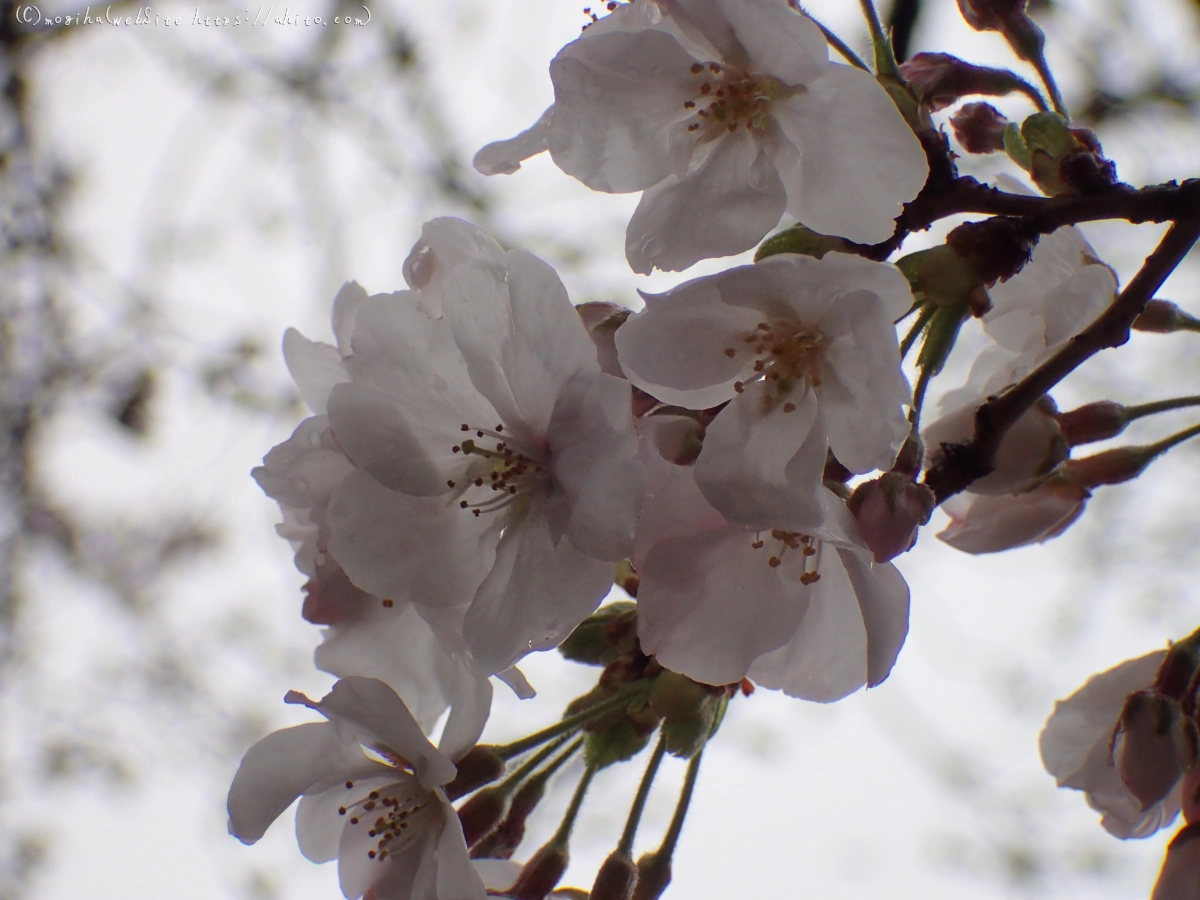 さくら、雨上がりの開花 - 07