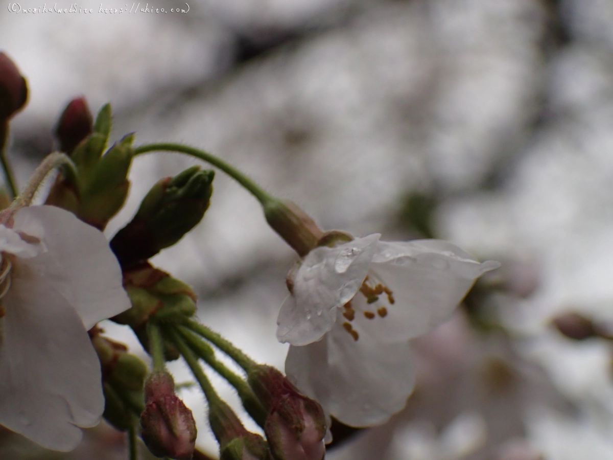 さくら、雨上がりの開花 - 13