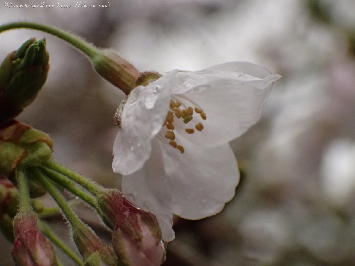 さくら、雨上がりの開花 - 14