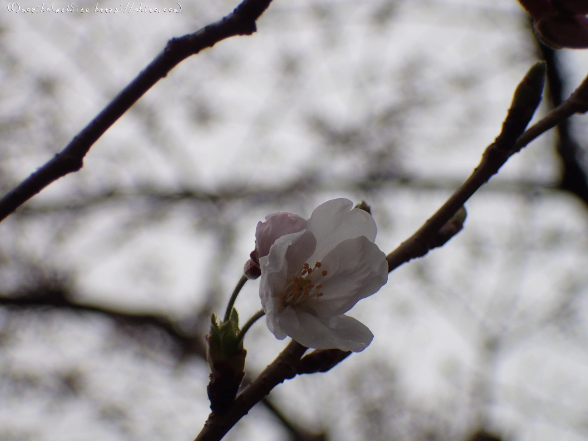 さくら、雨上がりの開花 - 16