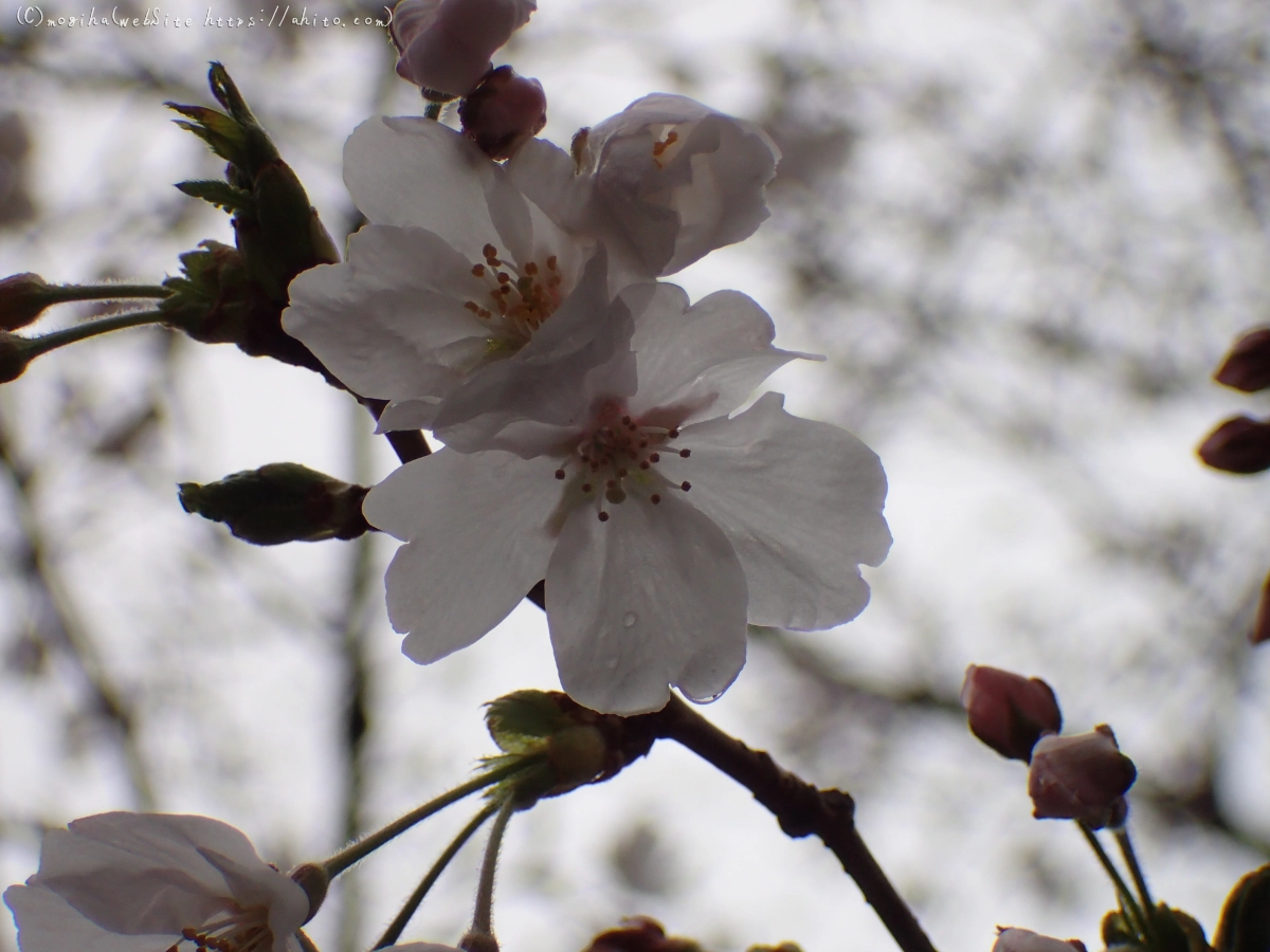 さくら、雨上がりの開花 - 23