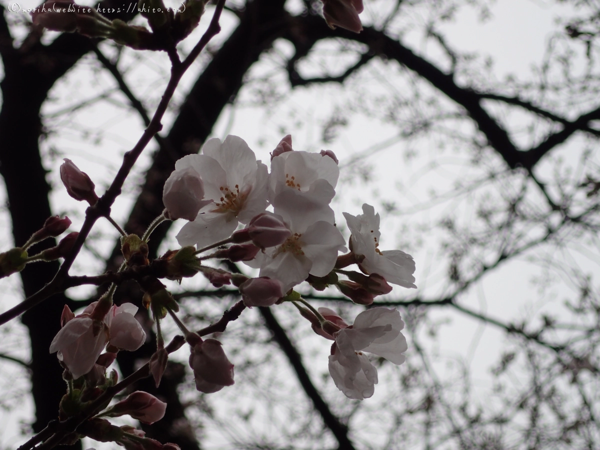 さくら、雨上がりの開花 - 25