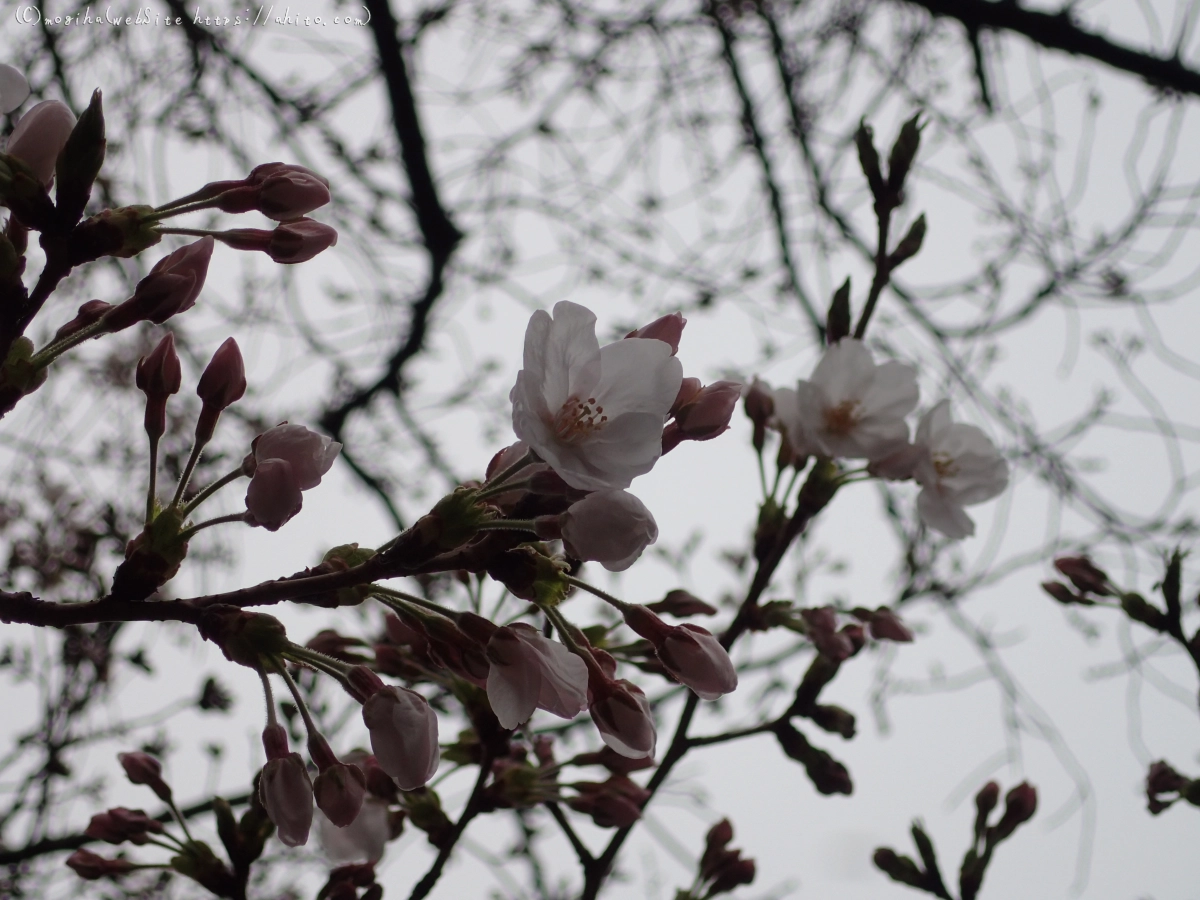 さくら、雨上がりの開花 - 29