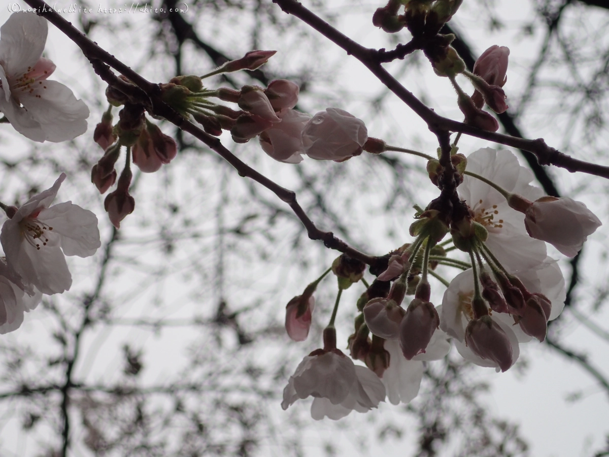 さくら、雨上がりの開花 - 30