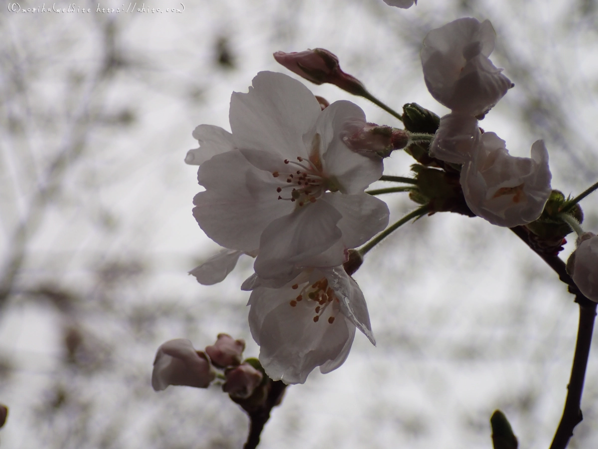 さくら、雨上がりの開花 - 33