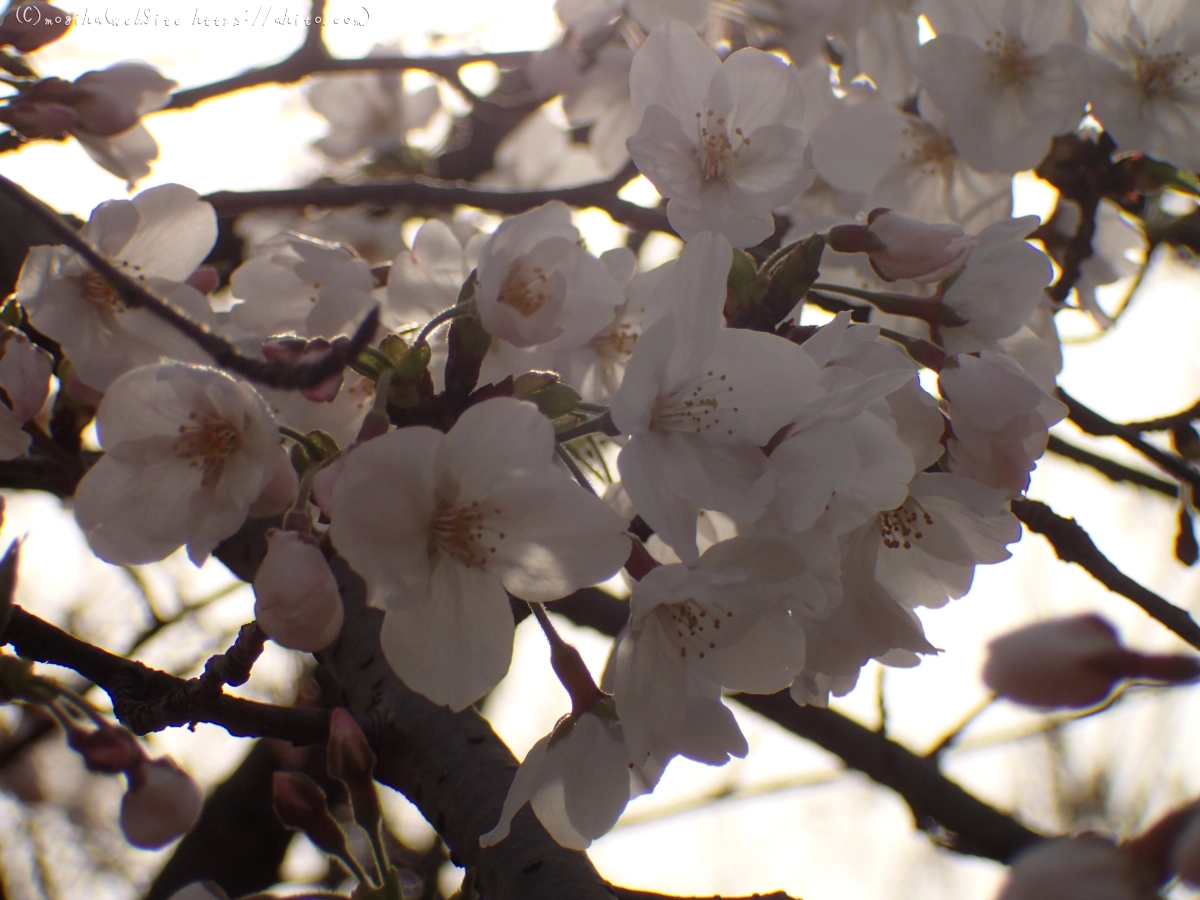 さくら、夕方の８分咲き - 08