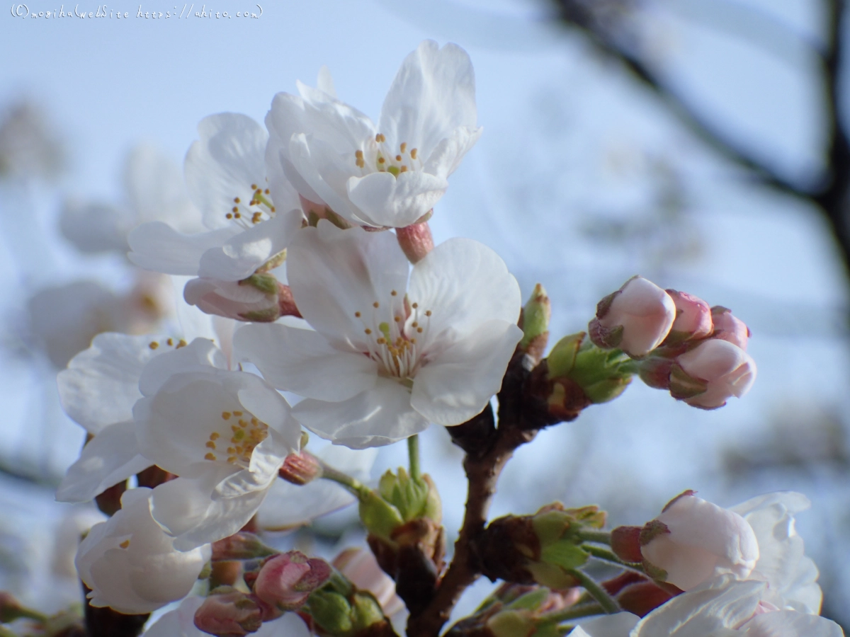 さくら、夕方の８分咲き - 41
