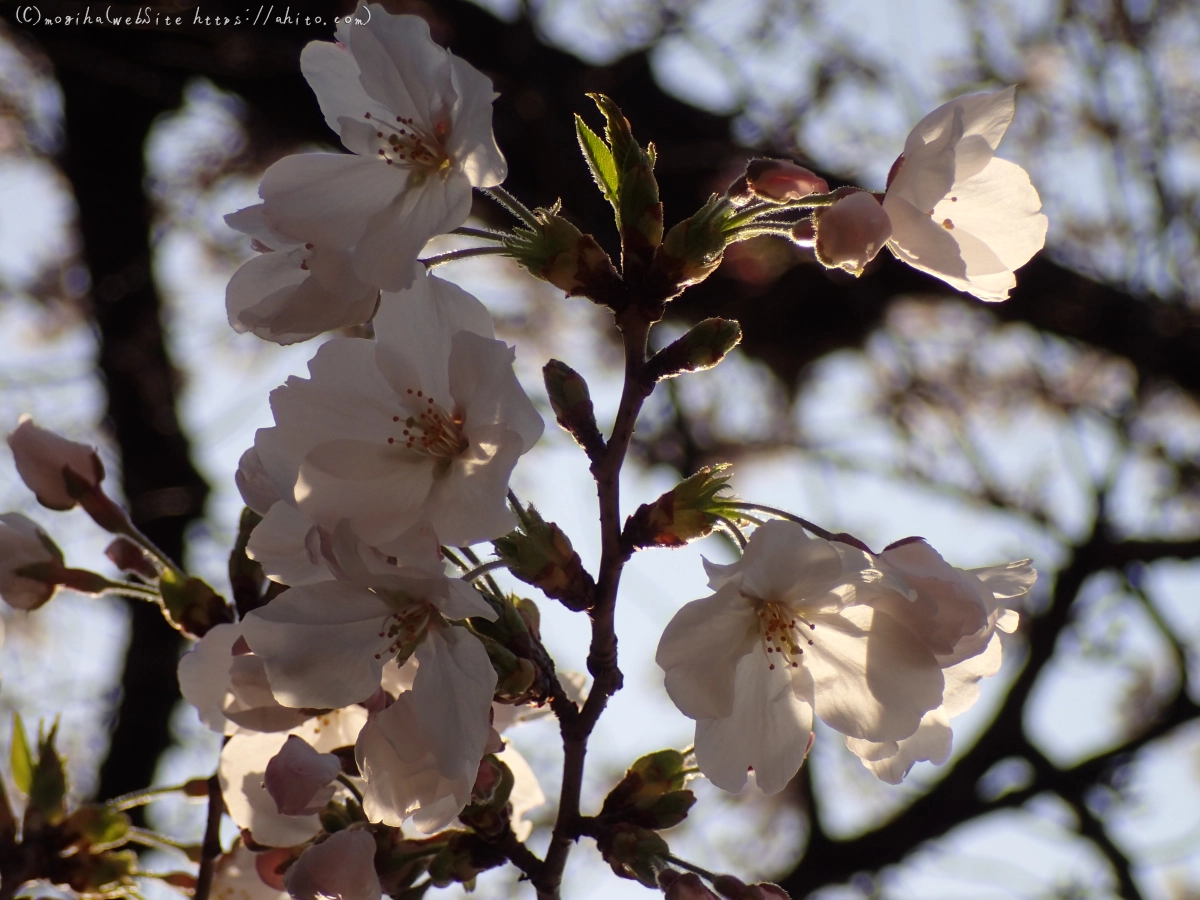 さくら、朝の８分咲き - 10