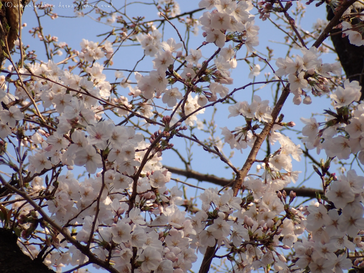 さくら、朝の８分咲き - 17