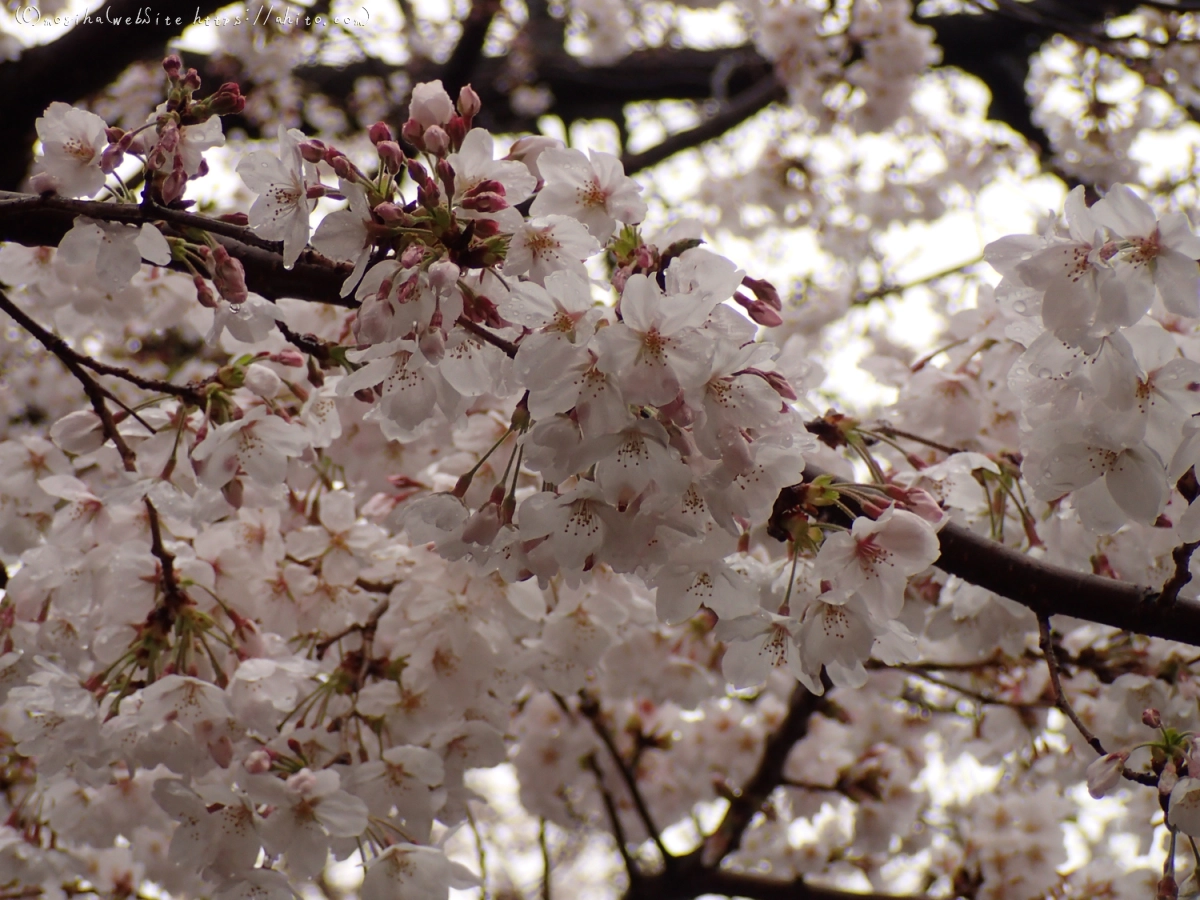 さくら、雨の中の満開 - 02