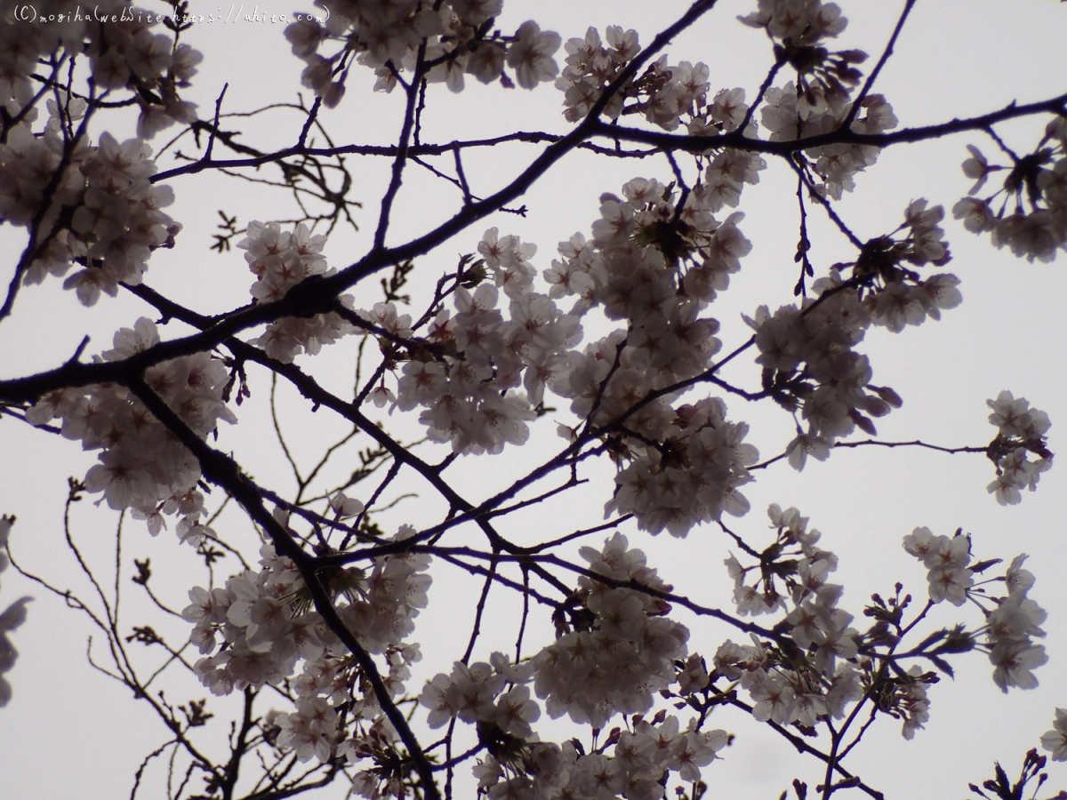 さくら、雨の中の満開 - 06