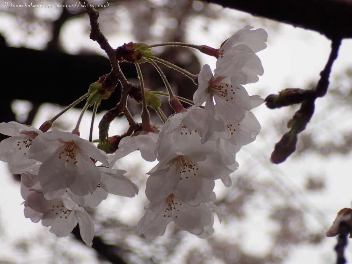 さくら、雨の中の満開 - 10