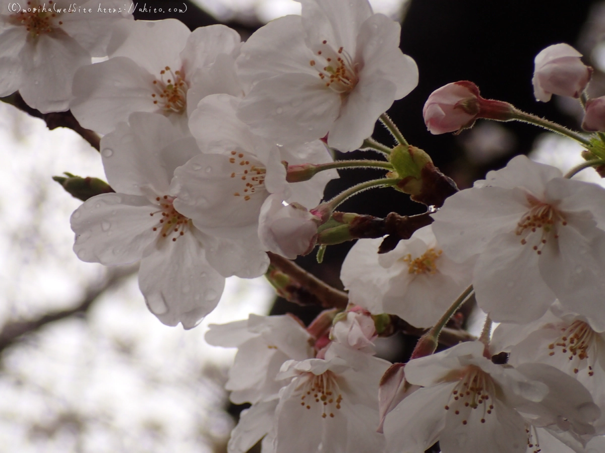 さくら、雨の中の満開 - 13