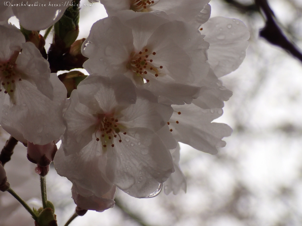 さくら、雨の中の満開 - 15