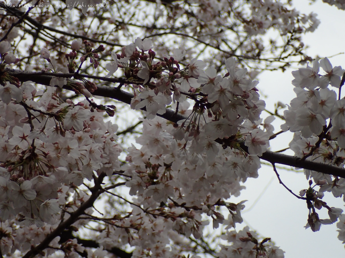 さくら、満開 - 03