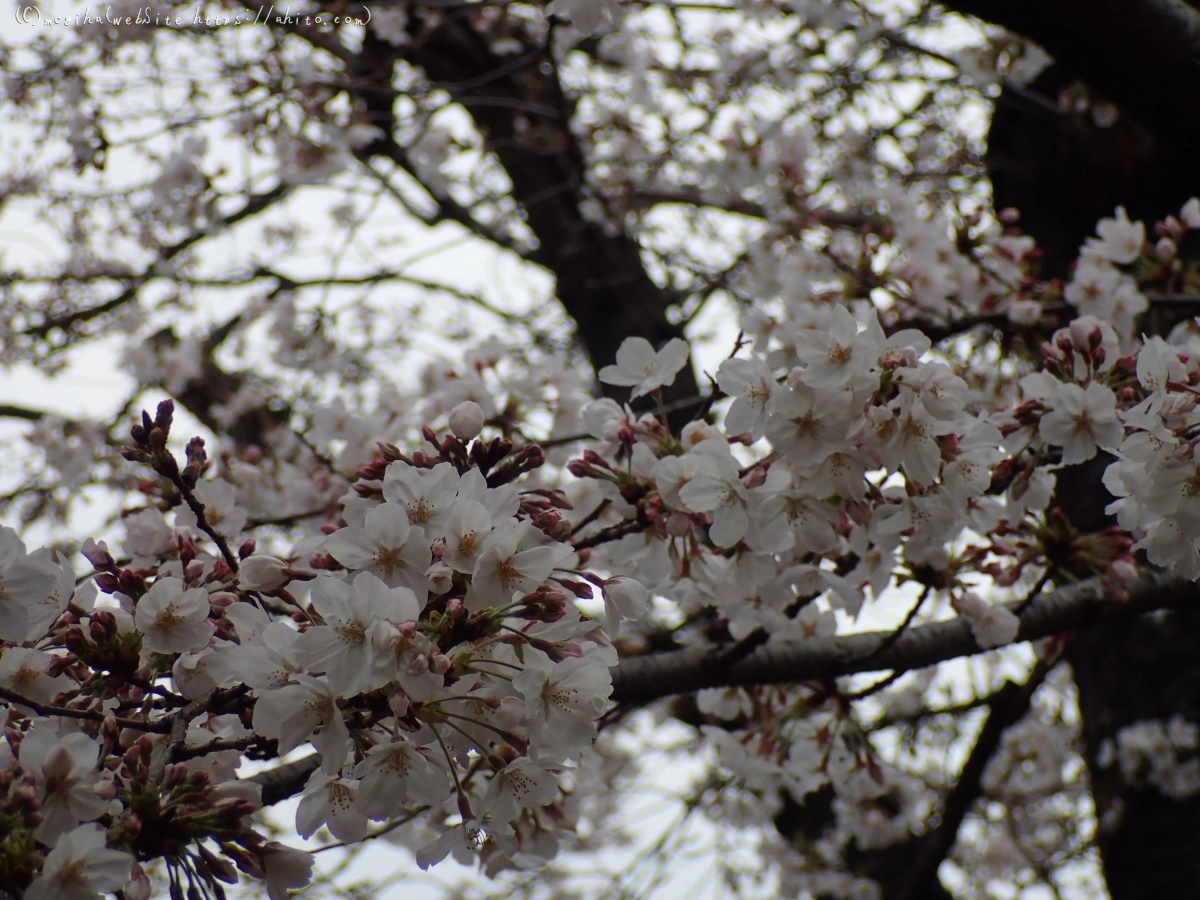 さくら、満開 - 04