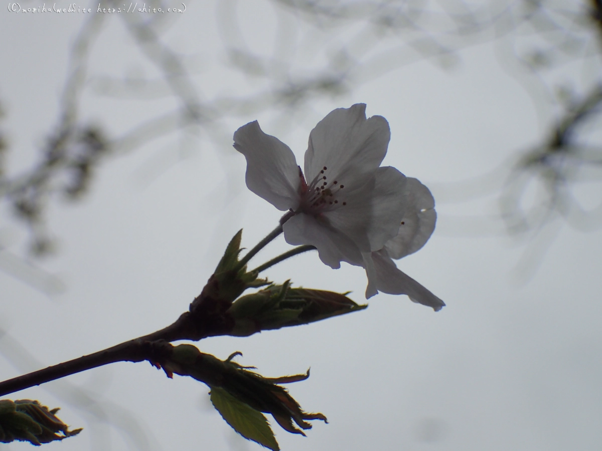 さくら、満開 - 13