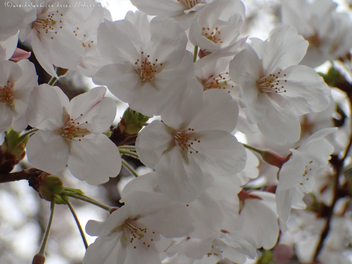 さくら、満開 - 15