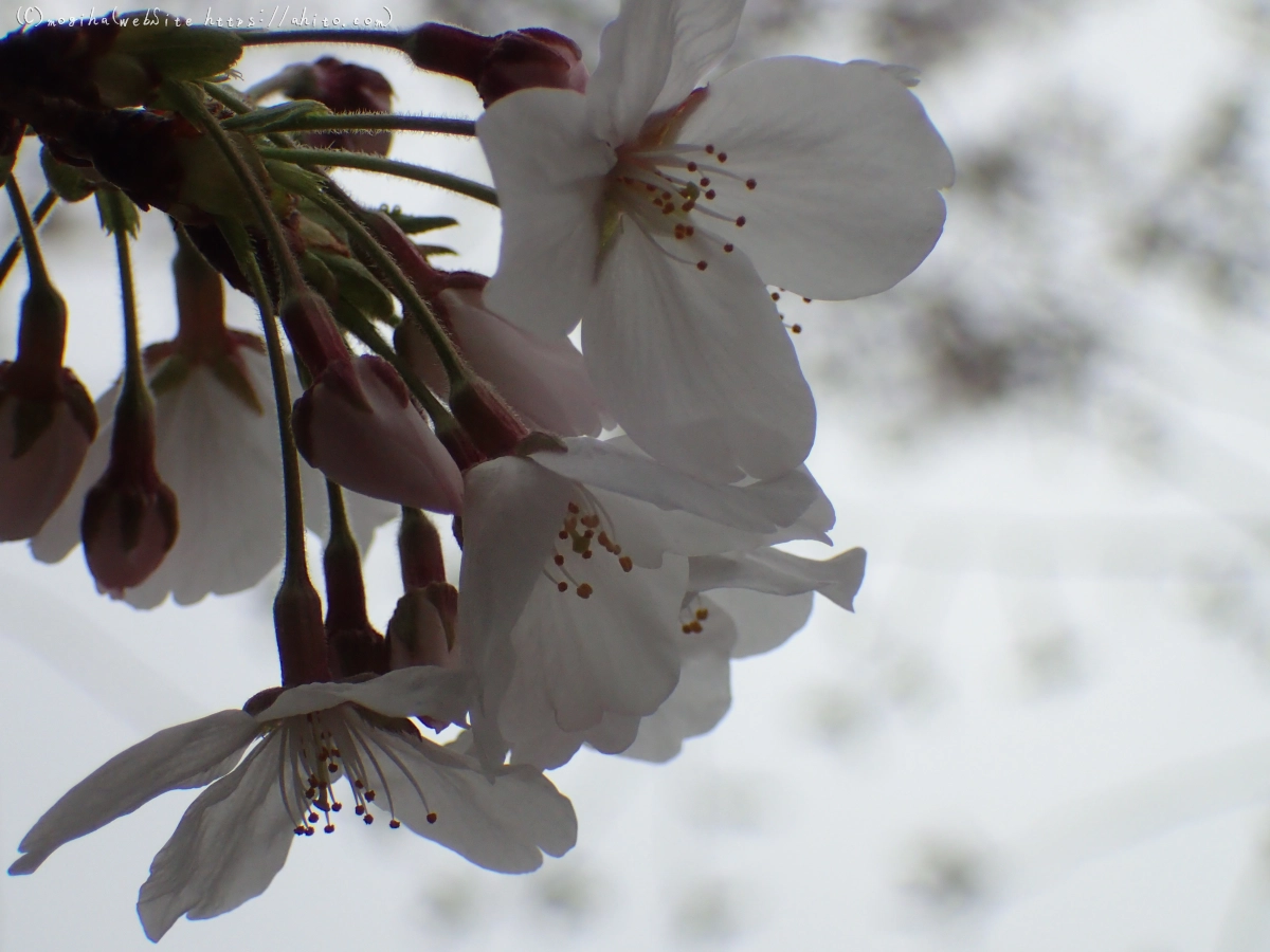 さくら、満開 - 22