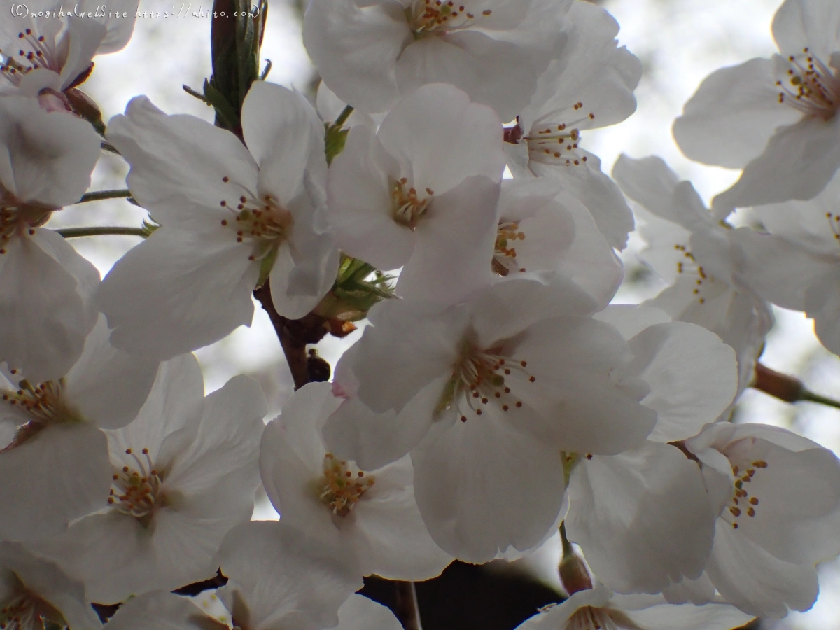 さくら、満開 - 27