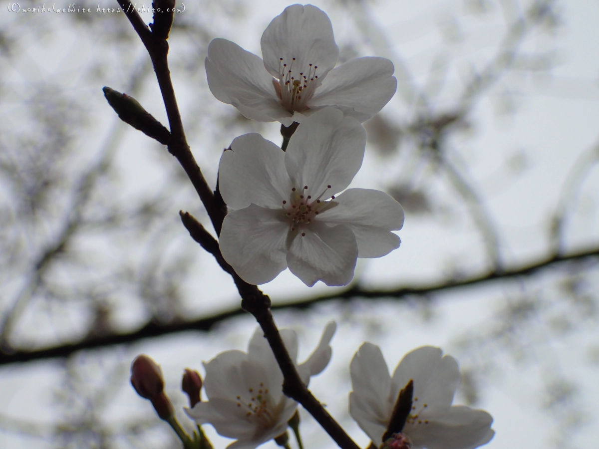 さくら、満開 - 29