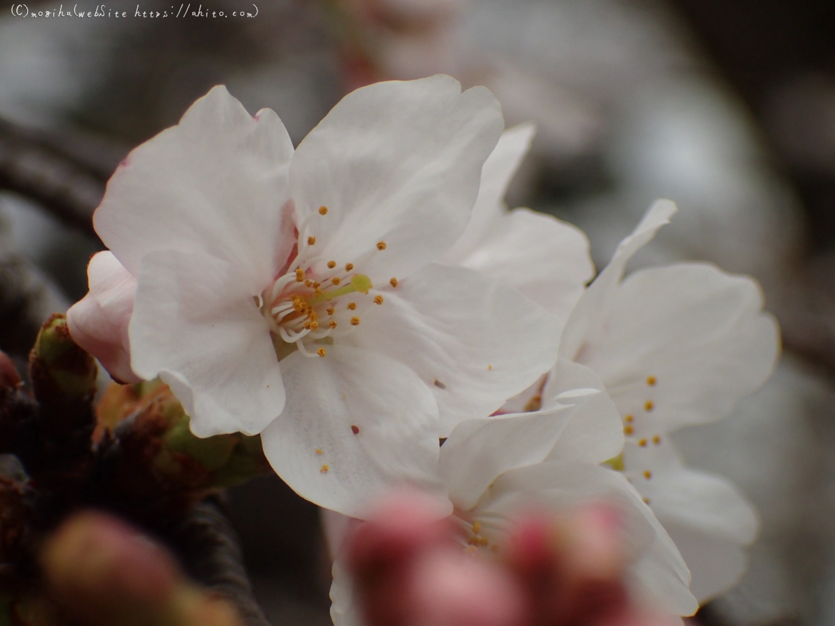 さくら、満開 - 39