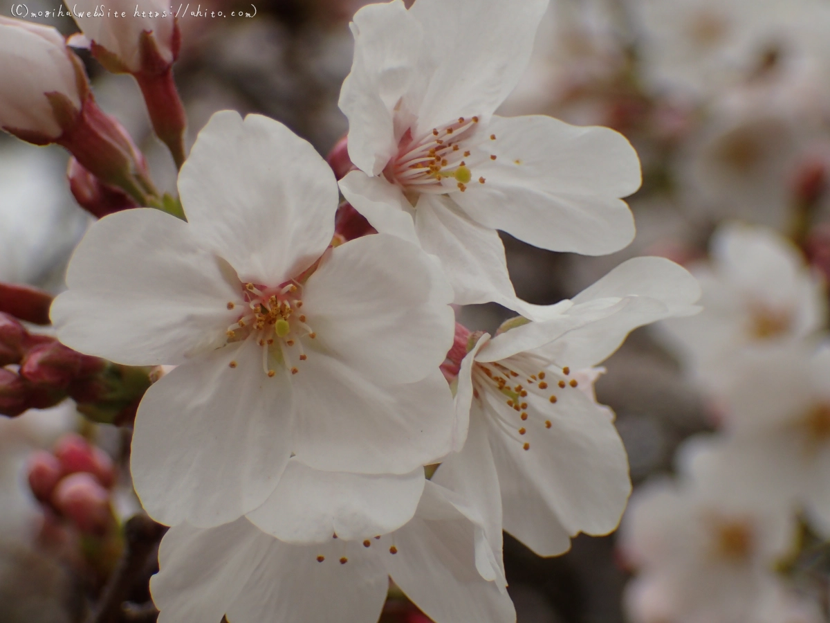 さくら、満開 - 40