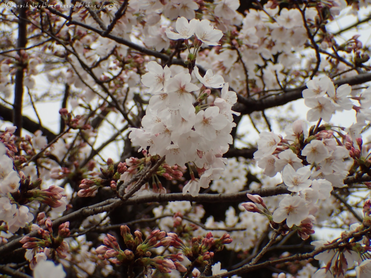 さくら、満開 - 42