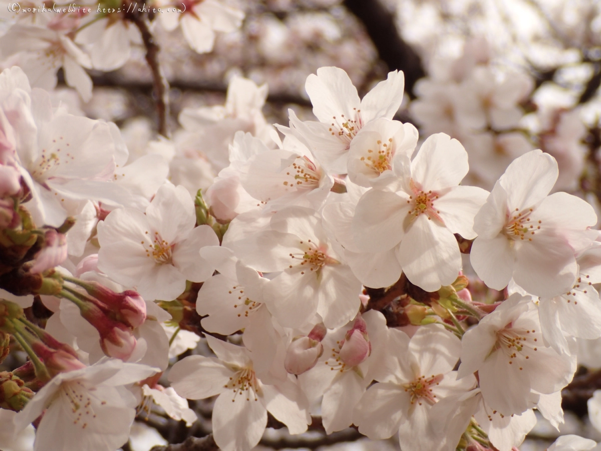 雨のち晴れの桜 - 03