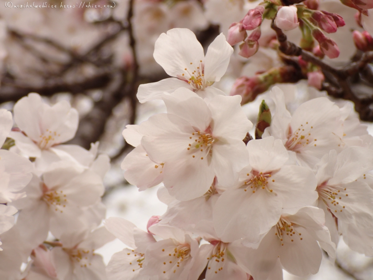 雨のち晴れの桜 - 08