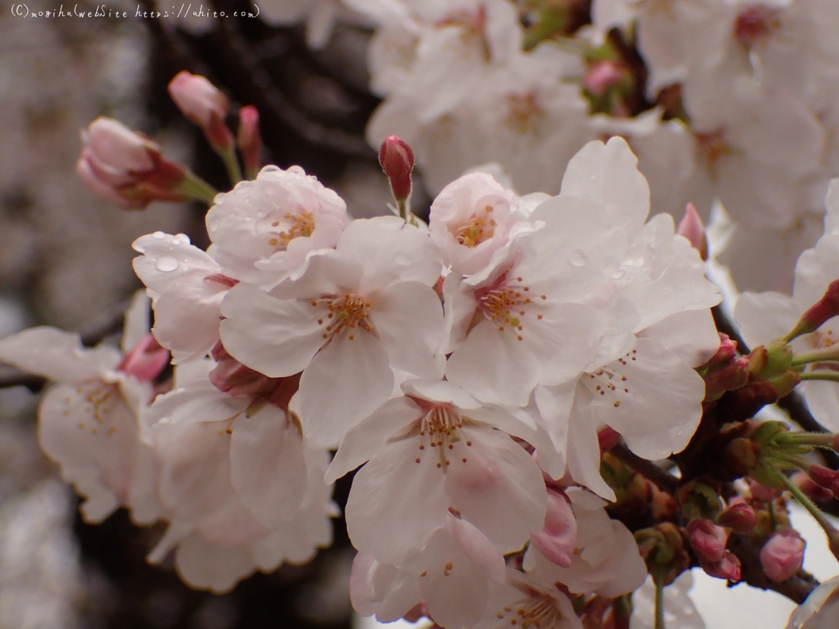 雨のち晴れの桜 - 16