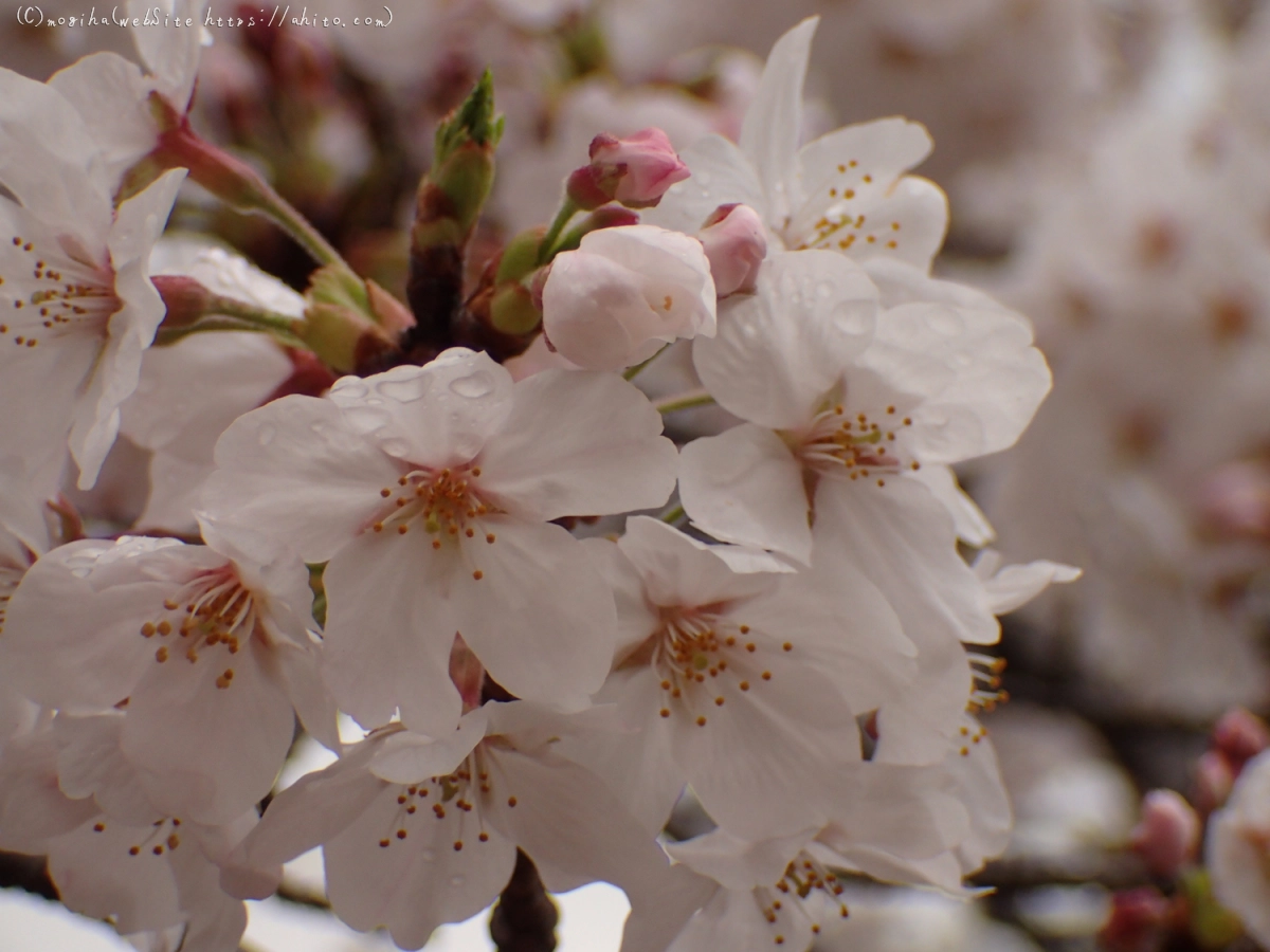 雨のち晴れの桜 - 19