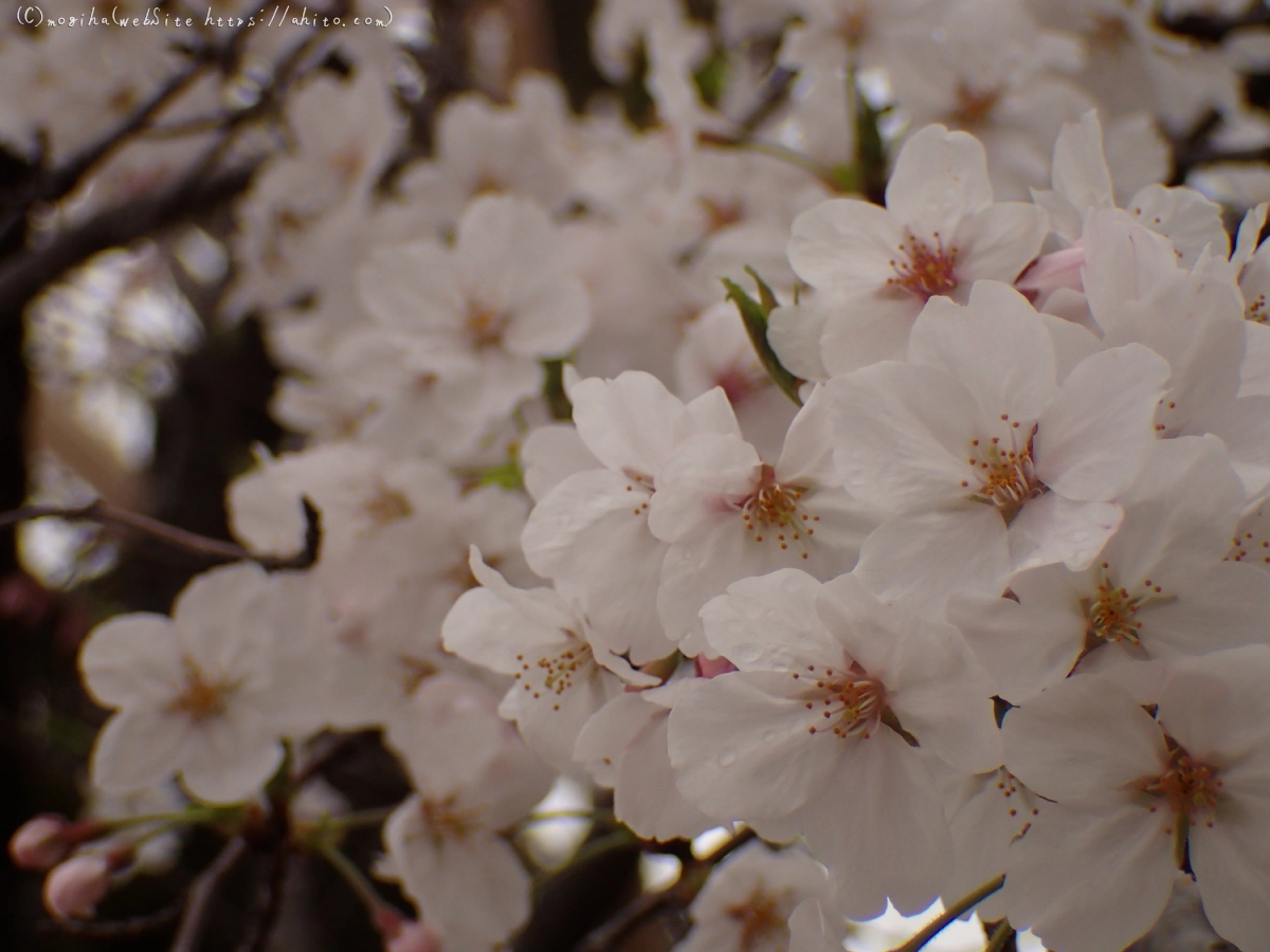 雨のち晴れの桜 - 21