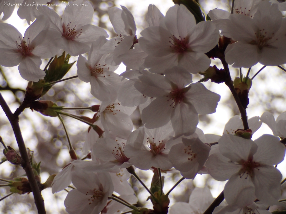 雨の中の桜 - 35