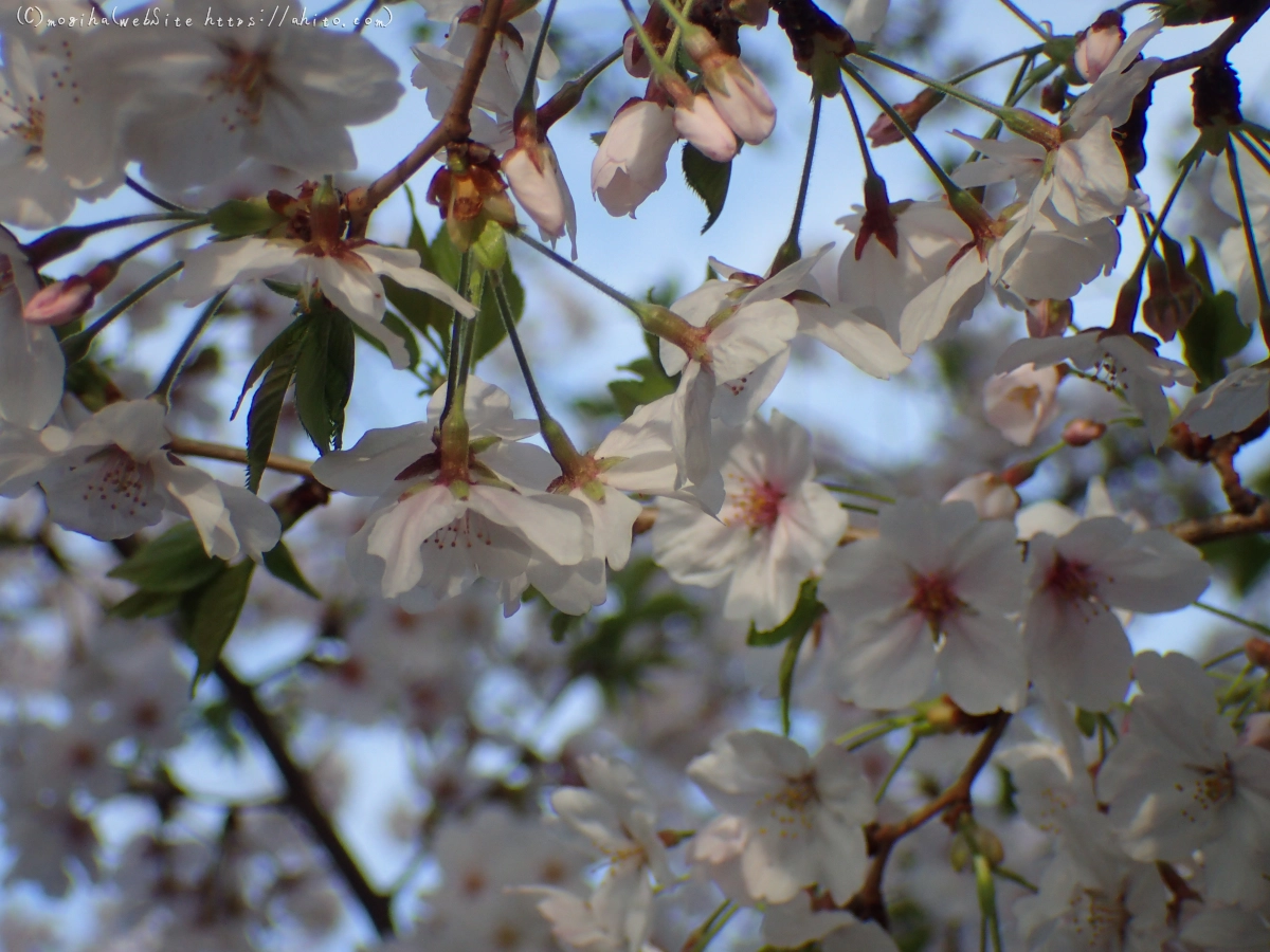 朝日の桜 - 28