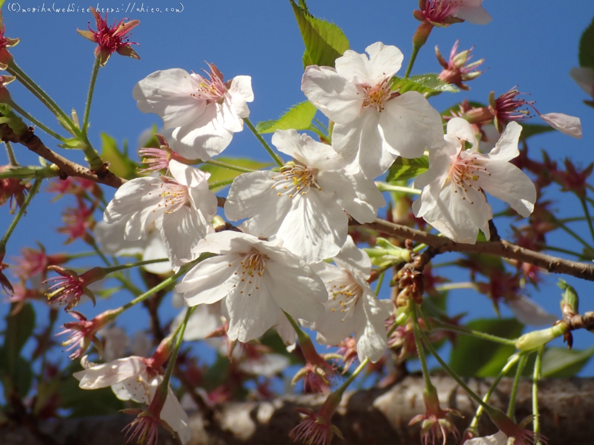 散りかけた桜 - 19