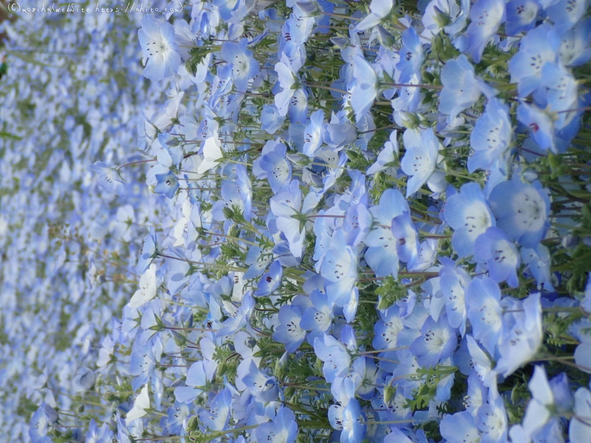 ネモフィラ - 28