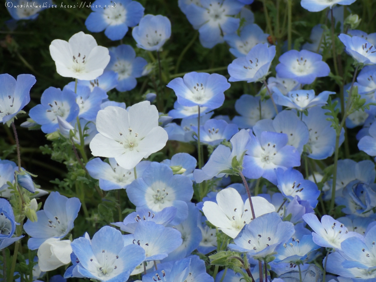 ネモフィラ - 30