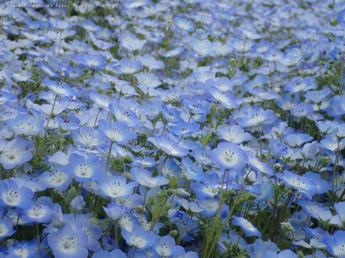 ネモフィラ - 32