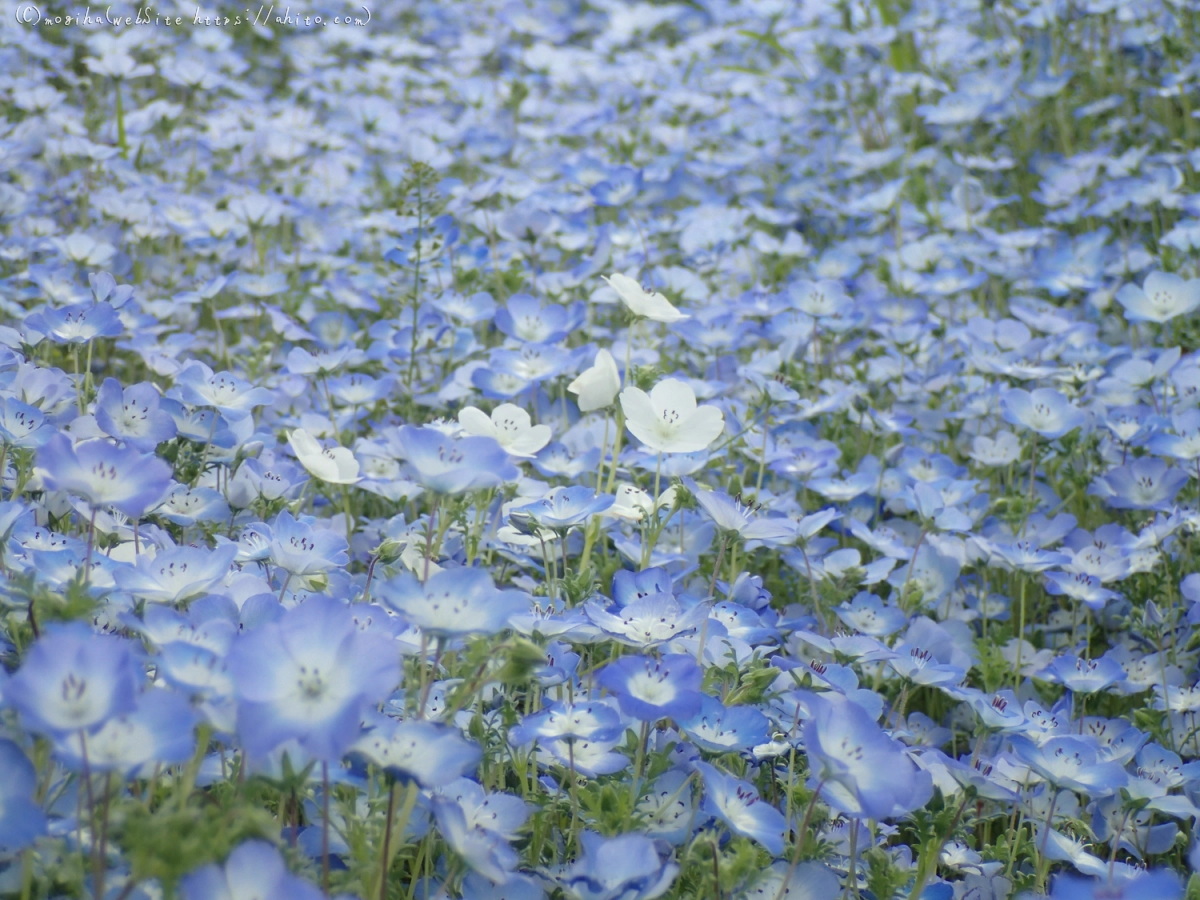 ネモフィラ - 37