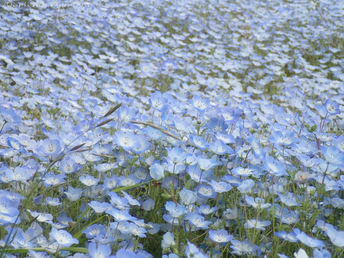ネモフィラ - 42