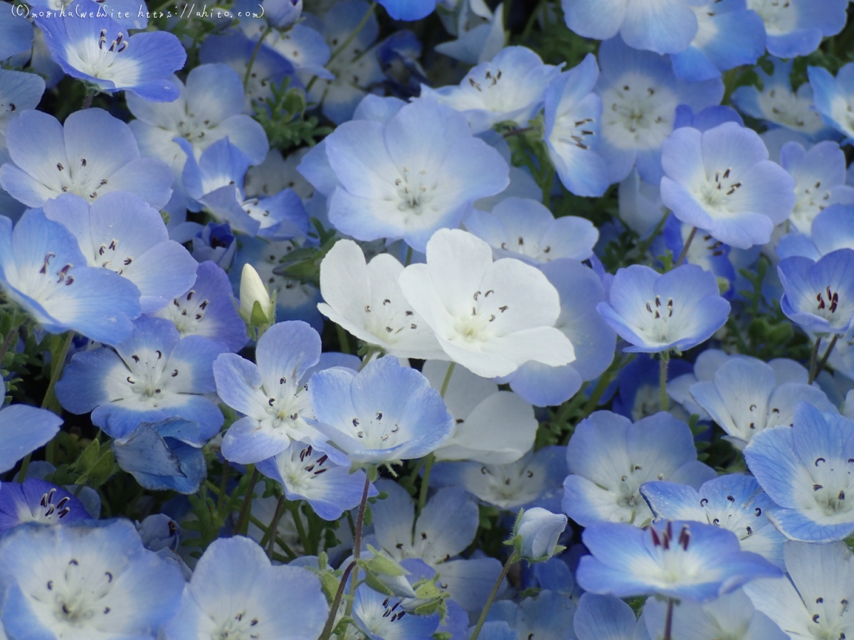 ネモフィラ - 45