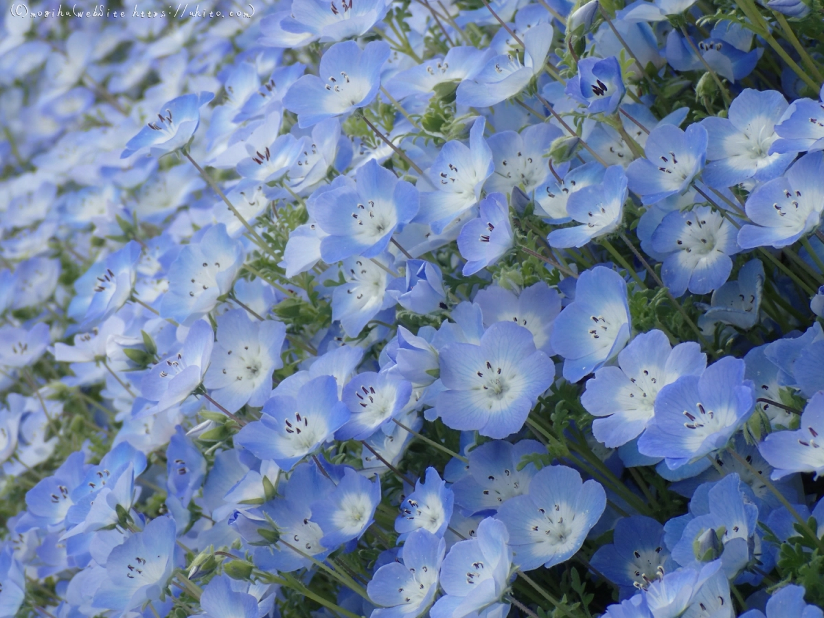 ネモフィラ - 50