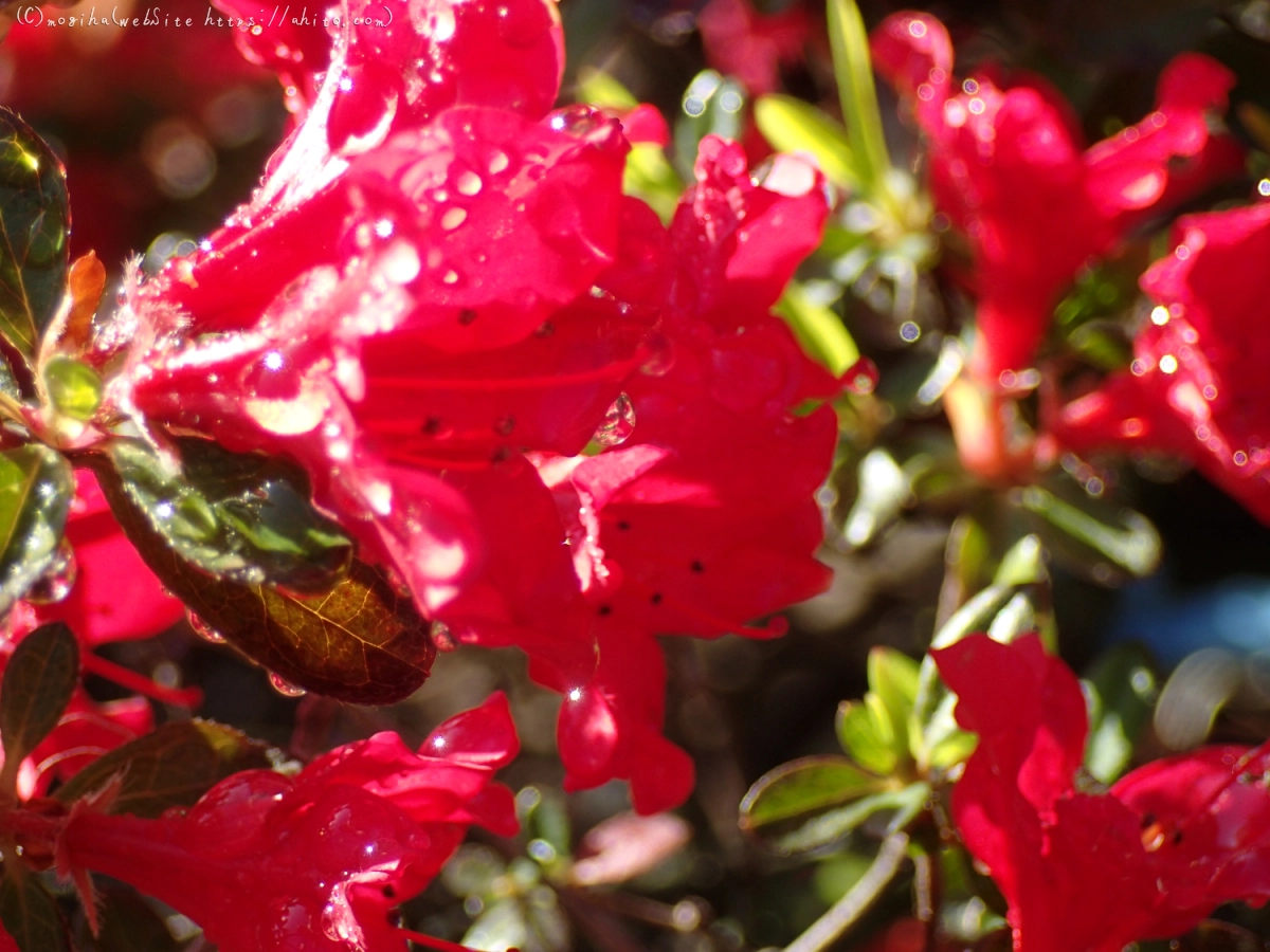 あかいつつじ - 02