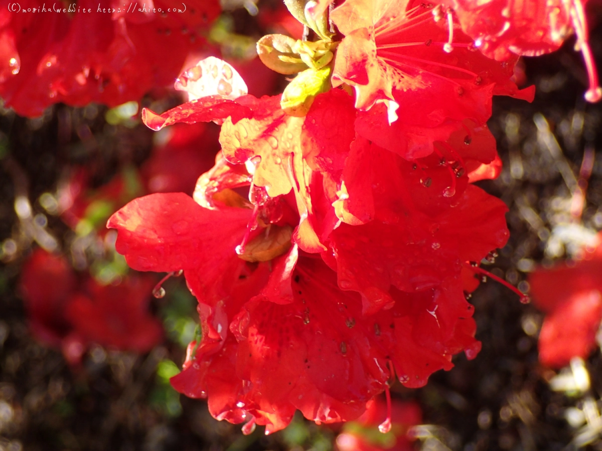あかいつつじ - 06