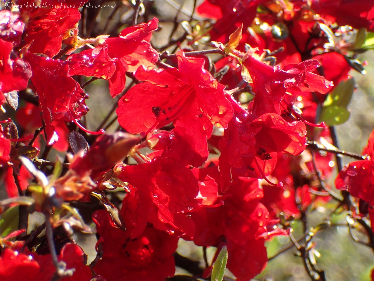 あかいつつじ - 15