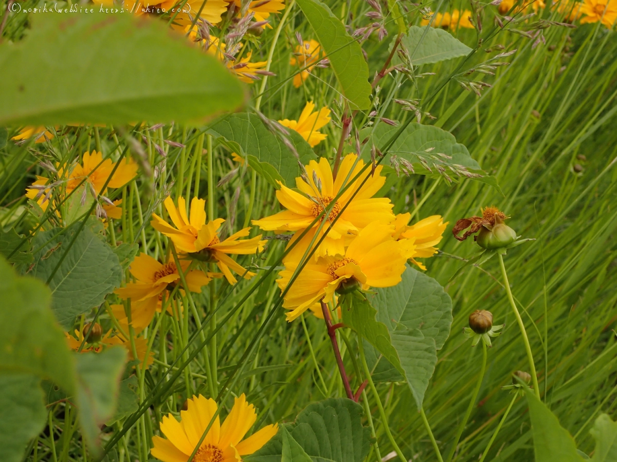 畔の黄色い花 - 01